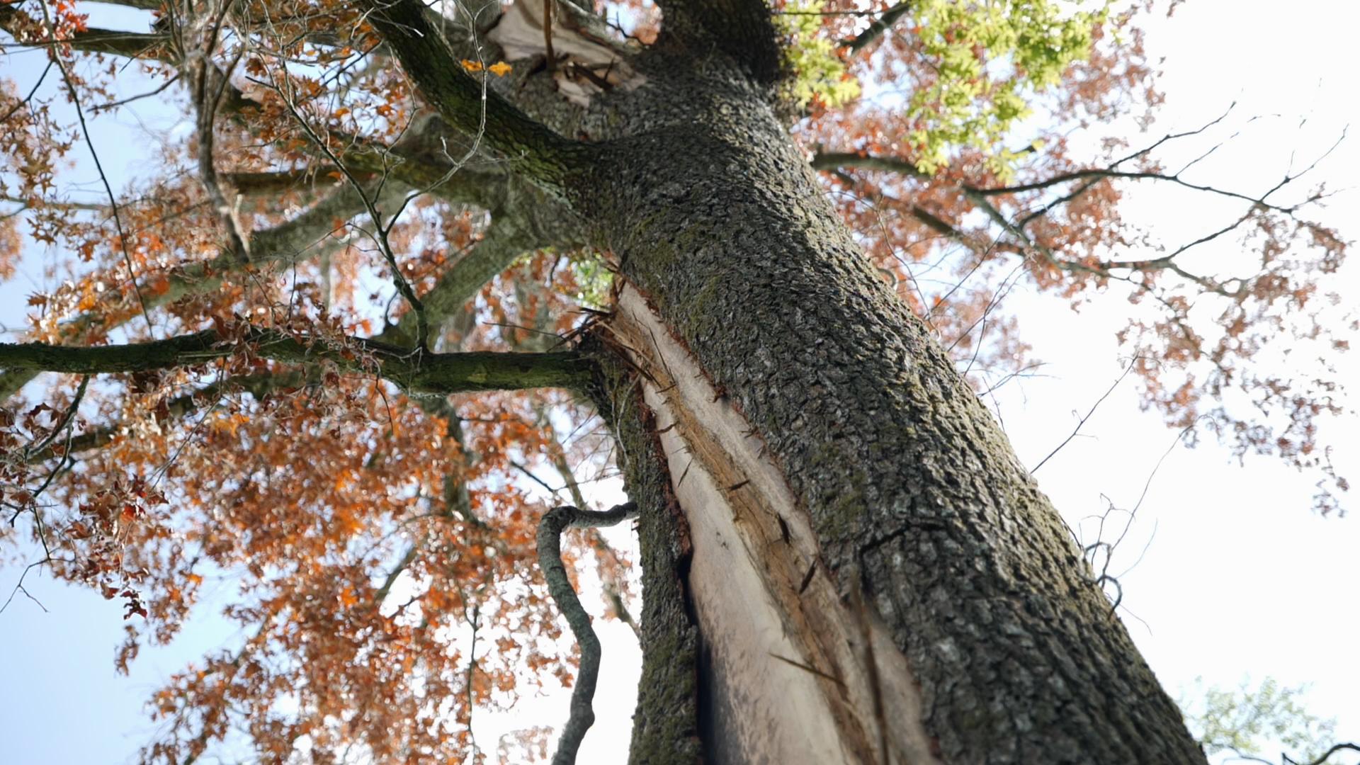 Tree with lightning damage.